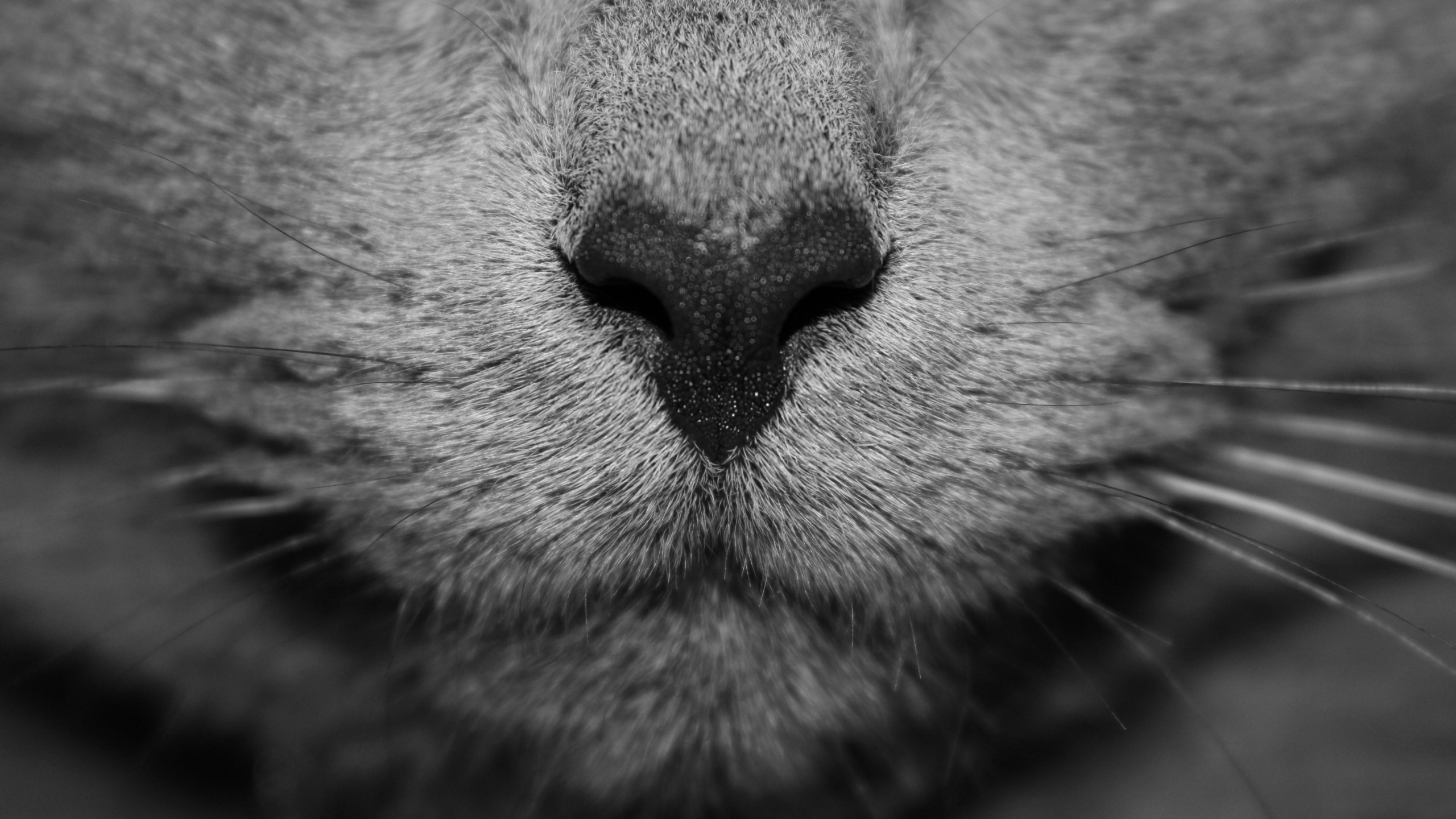 Photo en Niveaux de Gris du Visage D'un Chat. Wallpaper in 2560x1440 Resolution