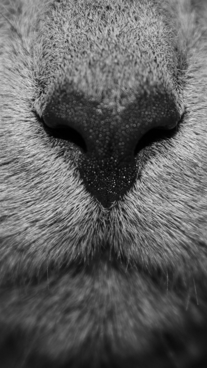 Photo en Niveaux de Gris du Visage D'un Chat. Wallpaper in 720x1280 Resolution