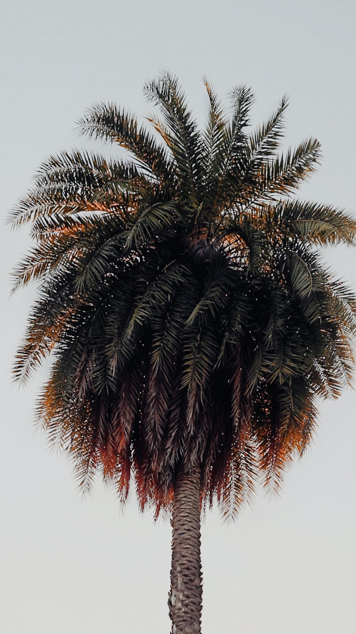 Palma, Planta Terrestre, Attalea Speciosa, la Floración de la Planta. Wallpaper in 720x1280 Resolution