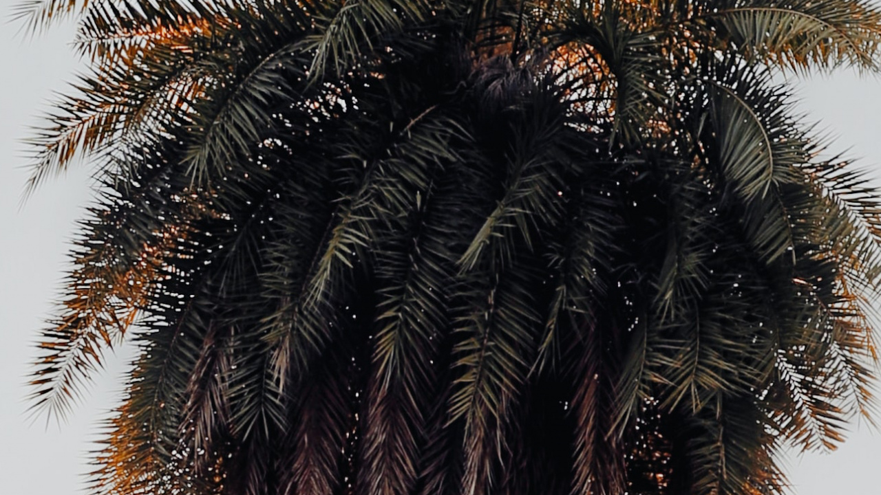 Palms, Terrestrial Plant, Tree, Palm Tree, Attalea Speciosa. Wallpaper in 1280x720 Resolution