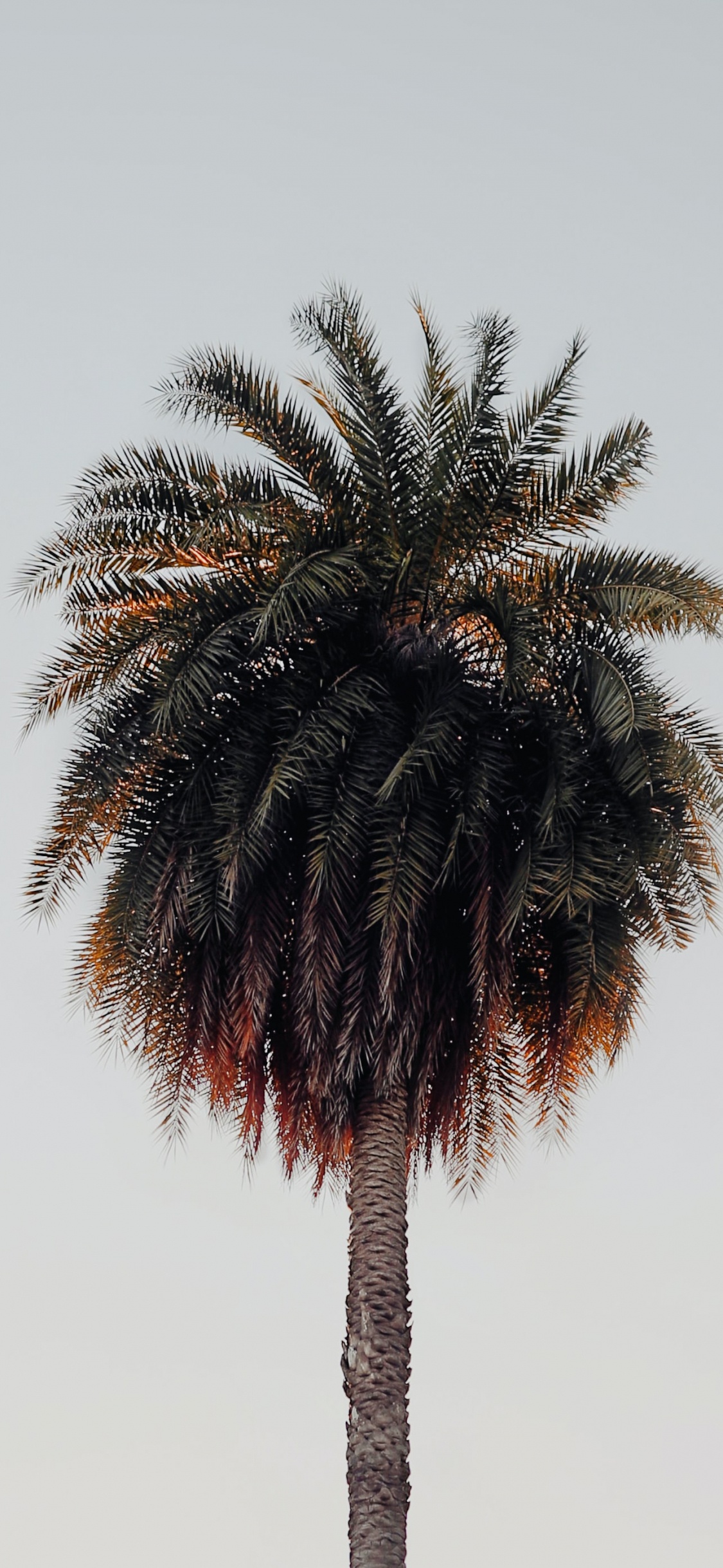 Palms, Terrestrische Pflanzen, Baum, Attalea Speciosa, Stamm. Wallpaper in 1125x2436 Resolution