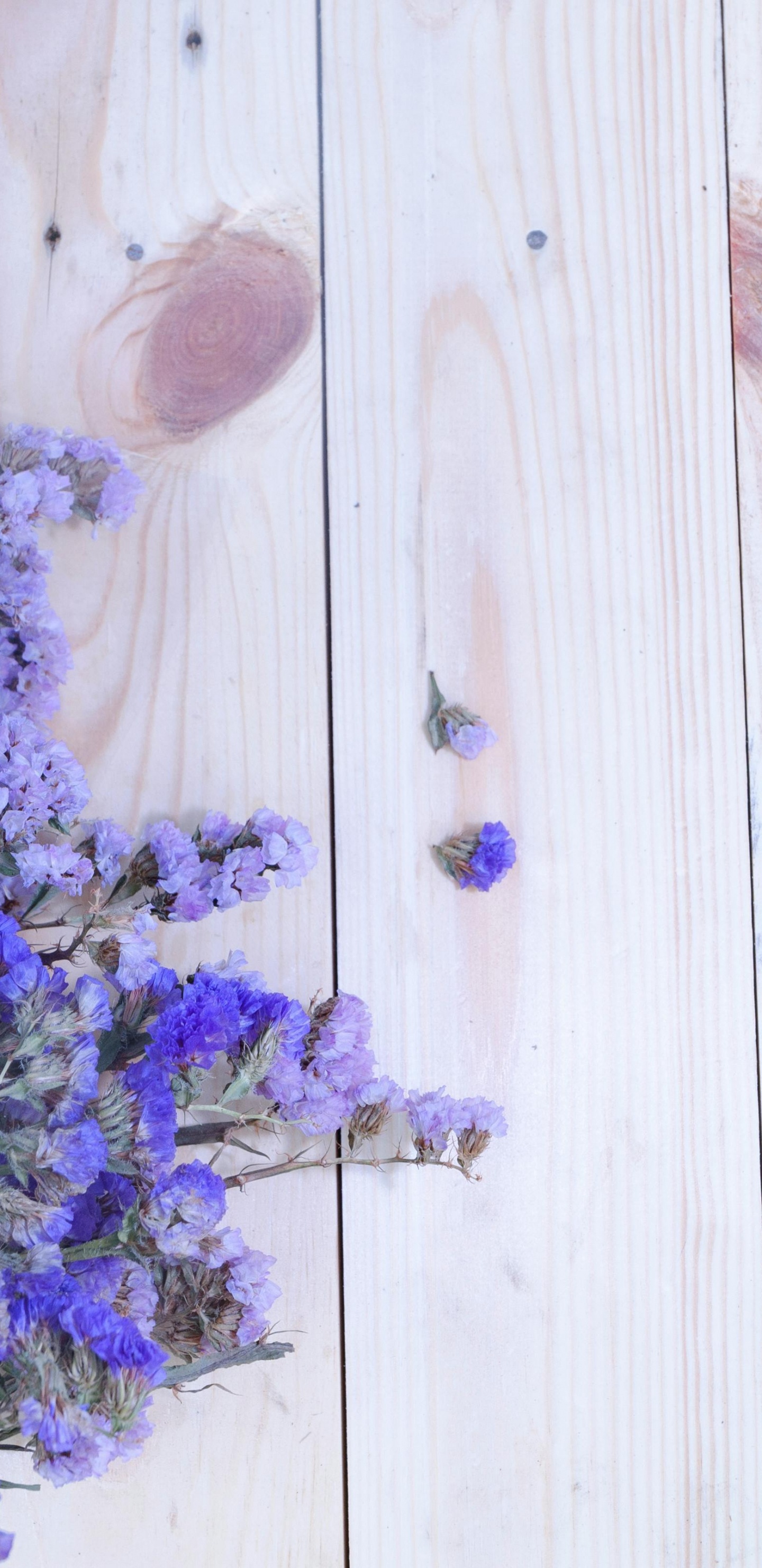 Règne de Brayshaw, Lavande, Aster, Table, Livre. Wallpaper in 1440x2960 Resolution