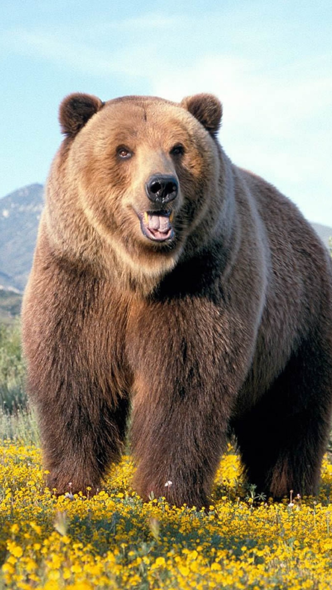 Grizzly Bear Wallpapers APK for Android Download