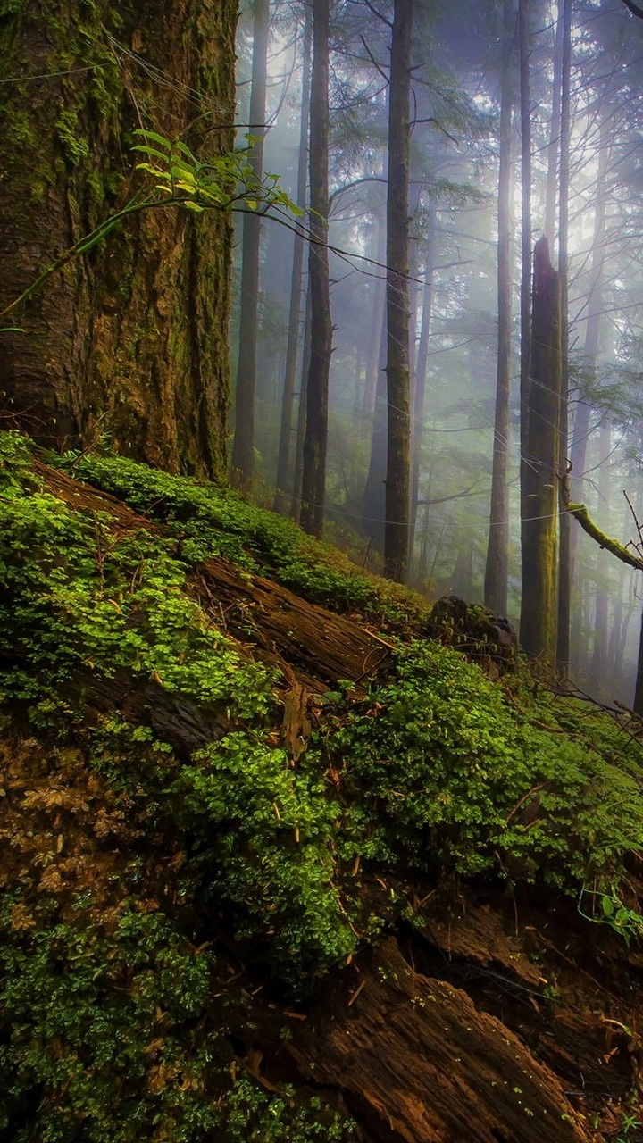 Mousse Verte Sur Tronc D'arbre Brun. Wallpaper in 720x1280 Resolution