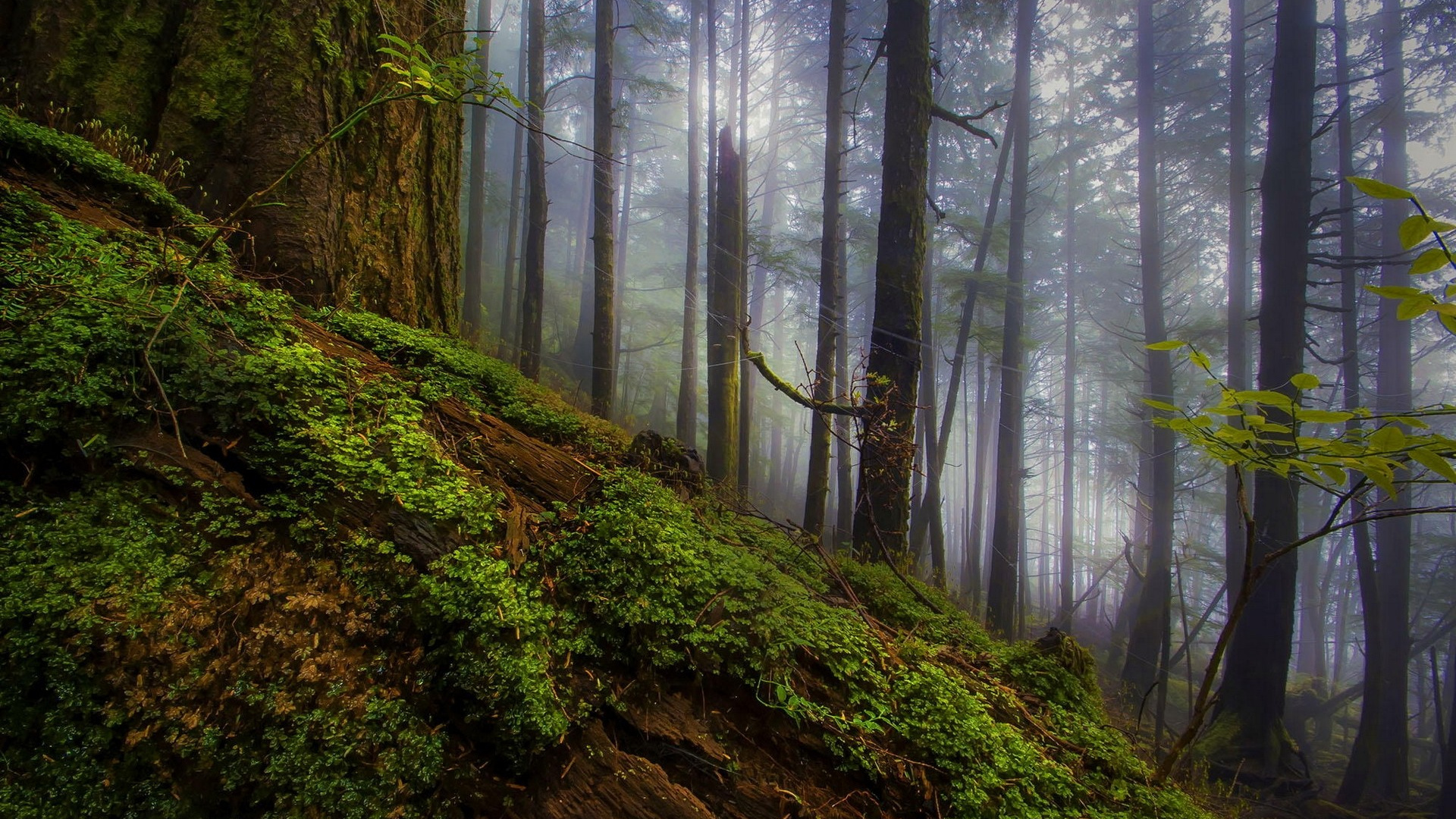 Green Moss on Brown Tree Trunk. Wallpaper in 1920x1080 Resolution
