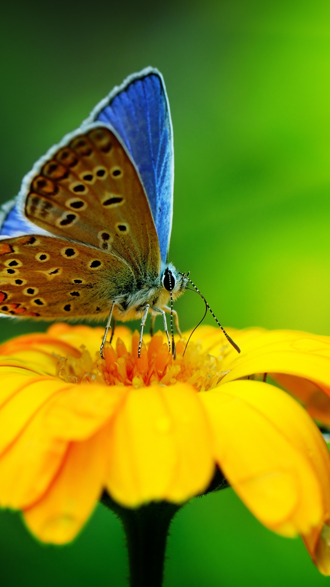 昆虫, 黄色的, 飞蛾和蝴蝶, Lycaenid, 共同的蓝色 壁纸 1080x1920 允许