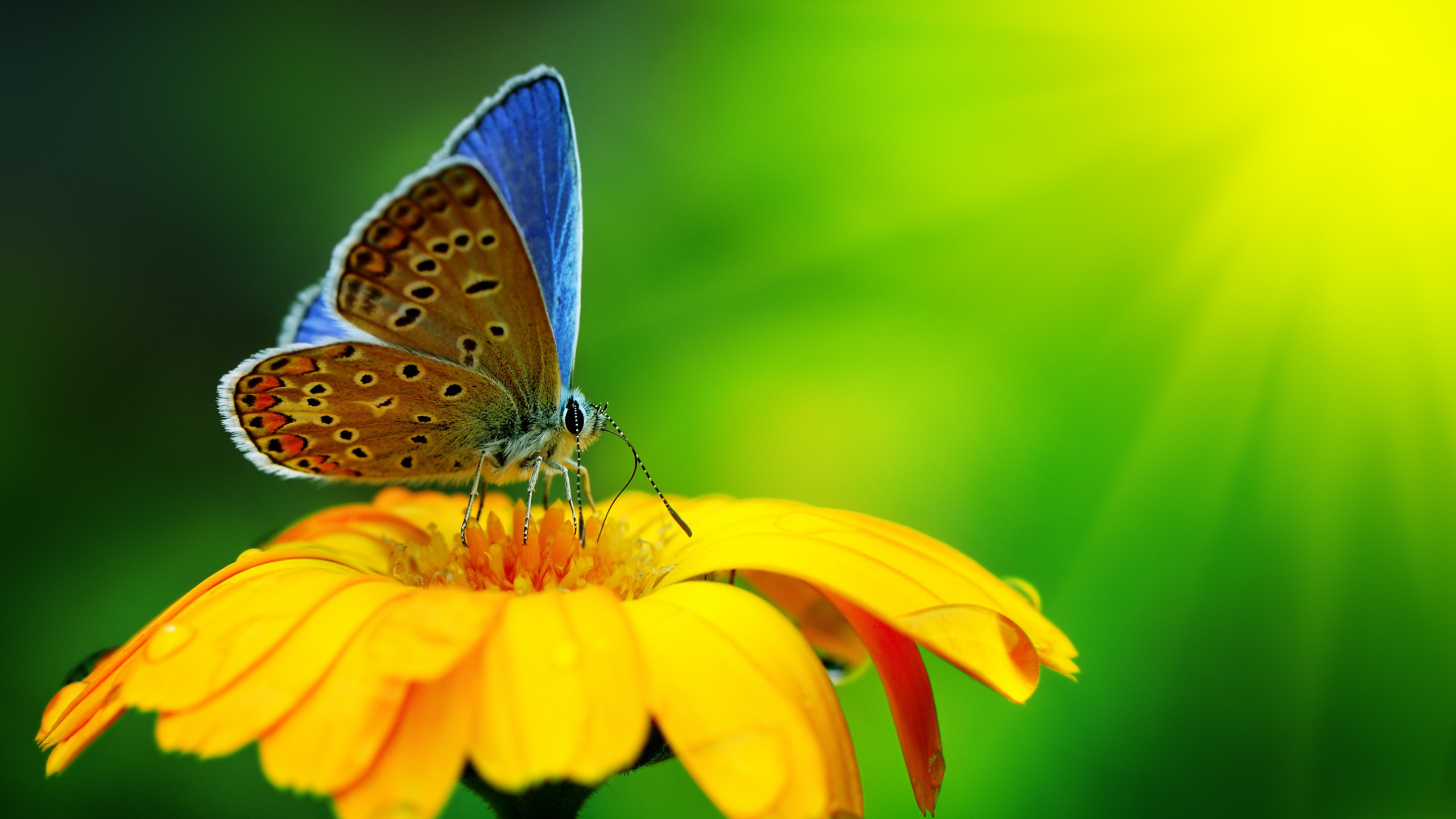 Mariposa Marrón y Blanca Sobre Flor Amarilla. Wallpaper in 2560x1440 Resolution