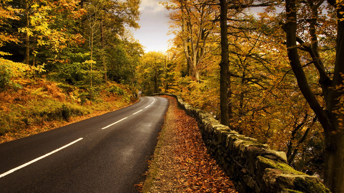 Carretera de Asfalto Gris Entre Árboles Durante el Día. Wallpaper in 1366x768 Resolution