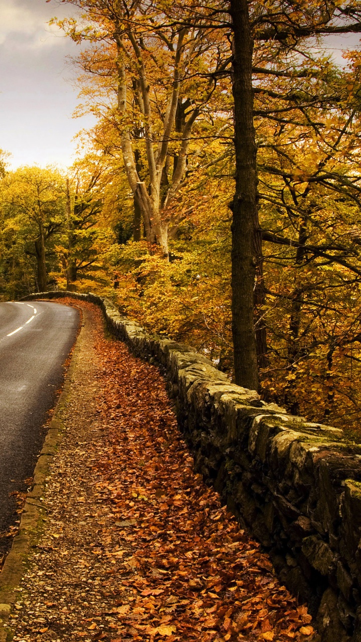 Route Asphaltée Grise Entre Les Arbres Pendant la Journée. Wallpaper in 720x1280 Resolution