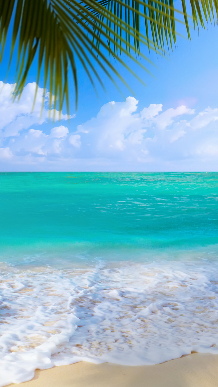 Green Palm Tree Near Sea During Daytime. Wallpaper in 750x1334 Resolution