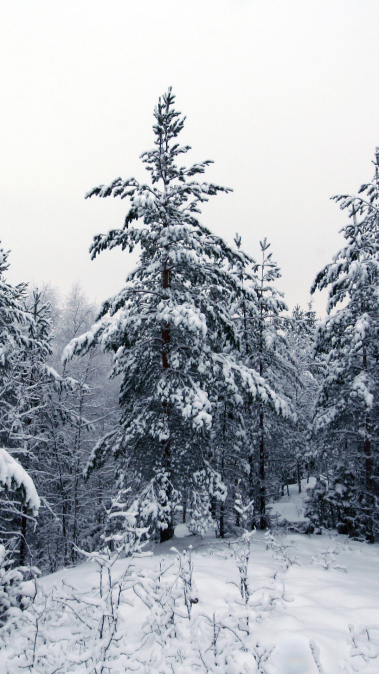 Snow Covered Trees During Daytime. Wallpaper in 750x1334 Resolution