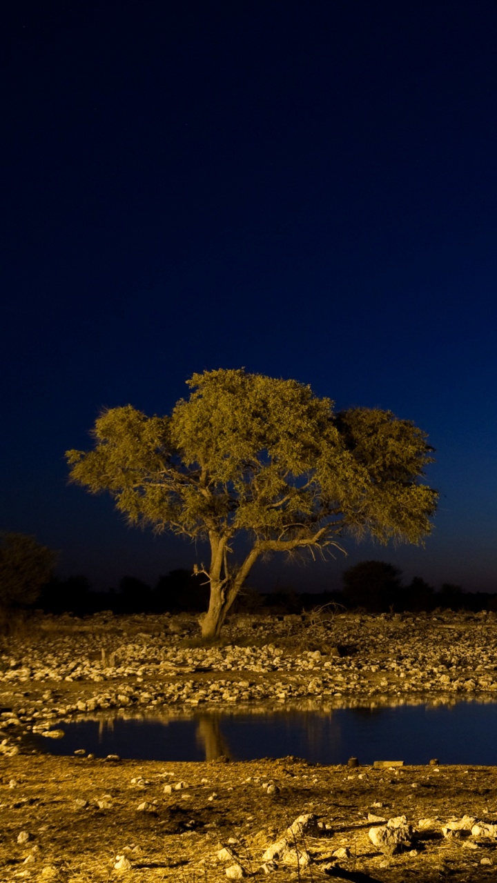 Braunes Tier Auf Braunem Feld Tagsüber. Wallpaper in 720x1280 Resolution