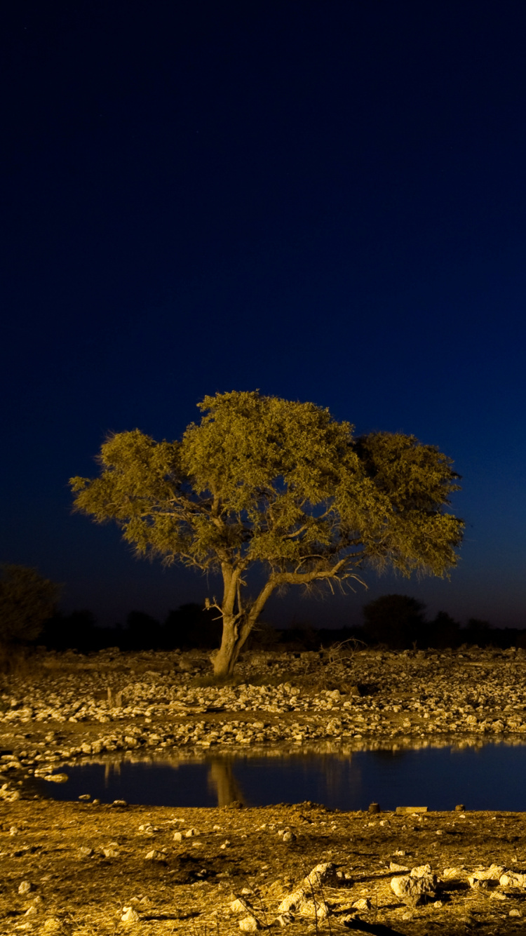 Animal Marrón en Campo Marrón Durante el Día. Wallpaper in 750x1334 Resolution