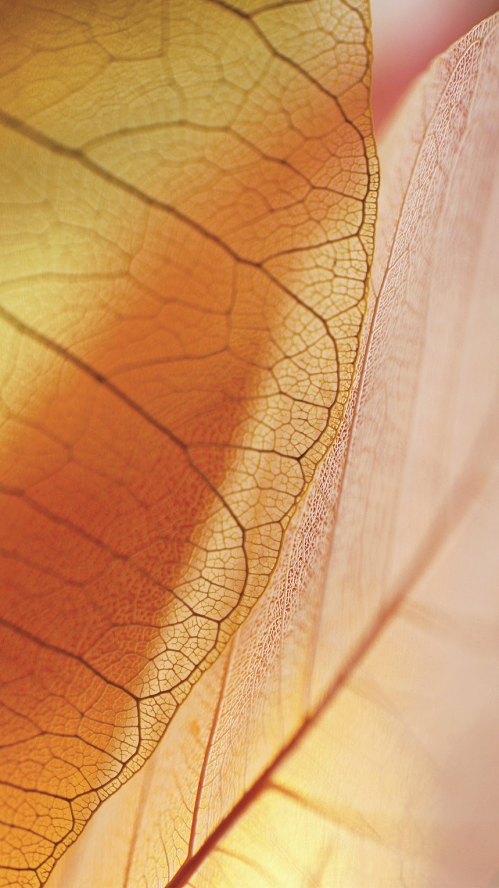 ZTE, ZTE Nubia Z17s, Blatt, Nubia Z17, Nubien. Wallpaper in 720x1280 Resolution