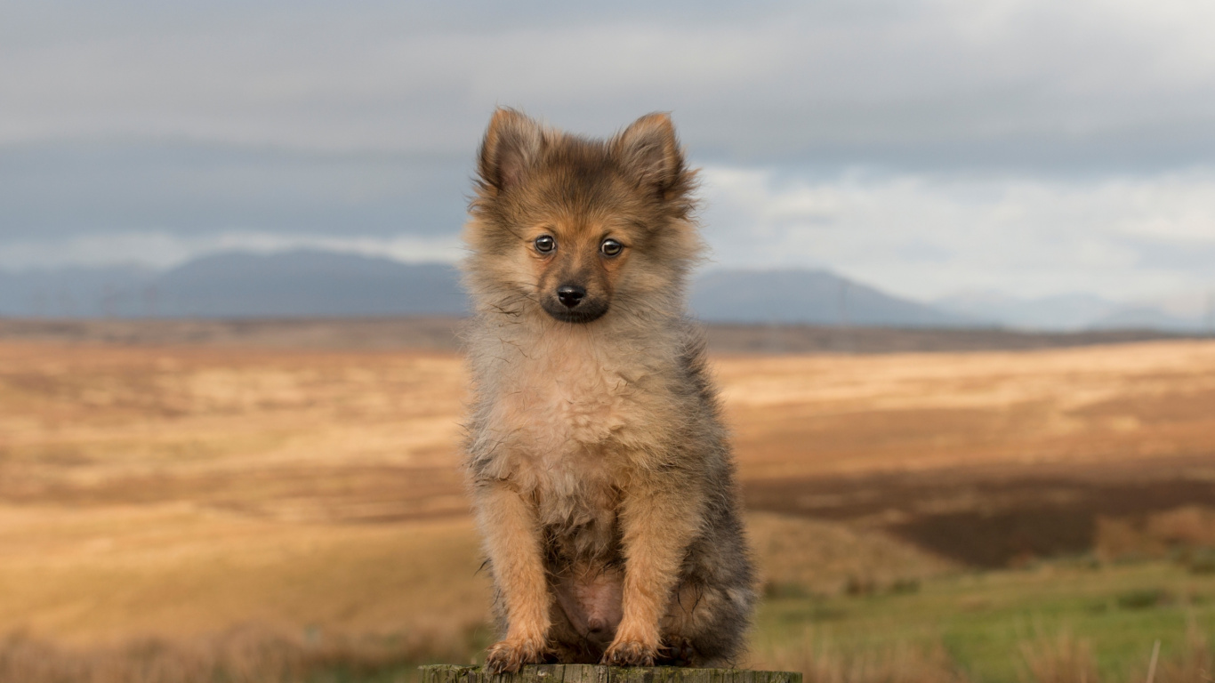 Brown and Black Pomeranian Puppy on Brown Field During Daytime. Wallpaper in 1366x768 Resolution