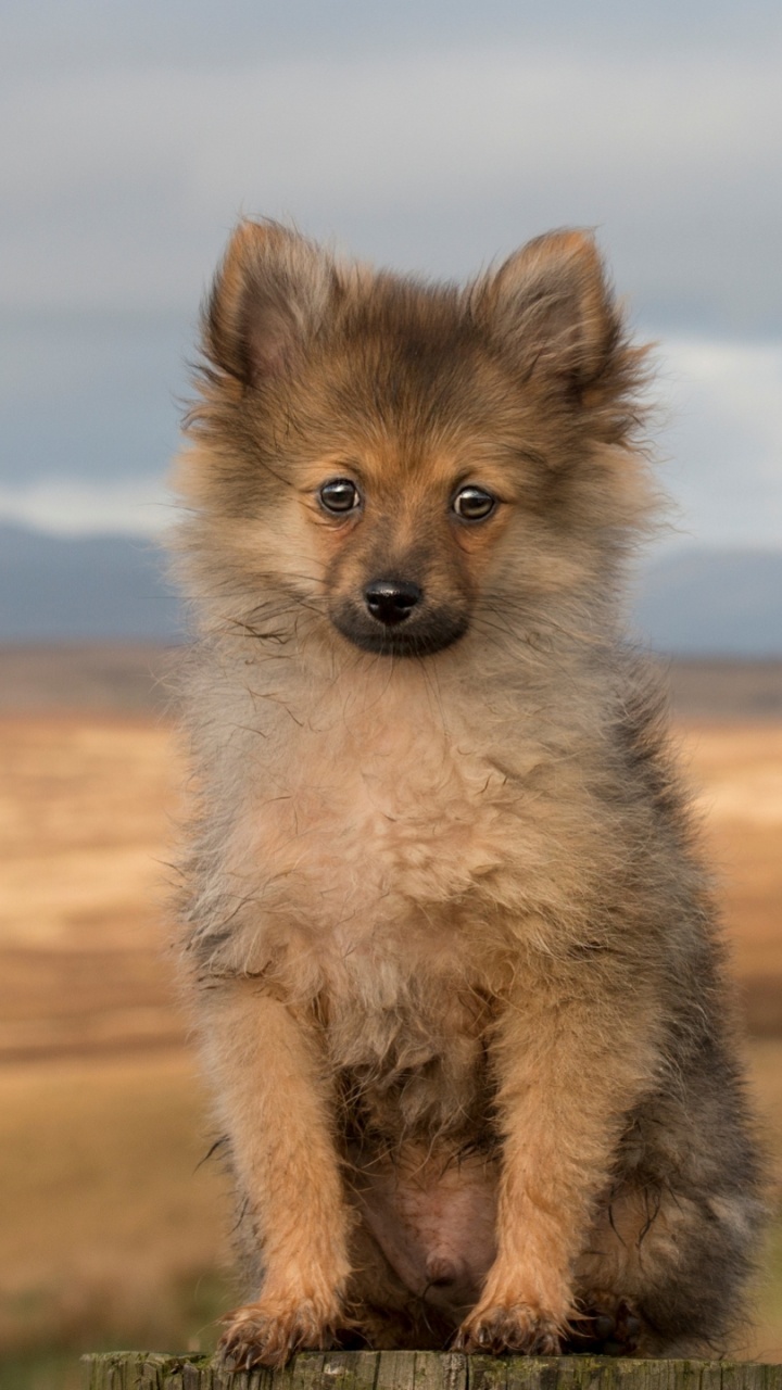 Brown and Black Pomeranian Puppy on Brown Field During Daytime. Wallpaper in 720x1280 Resolution