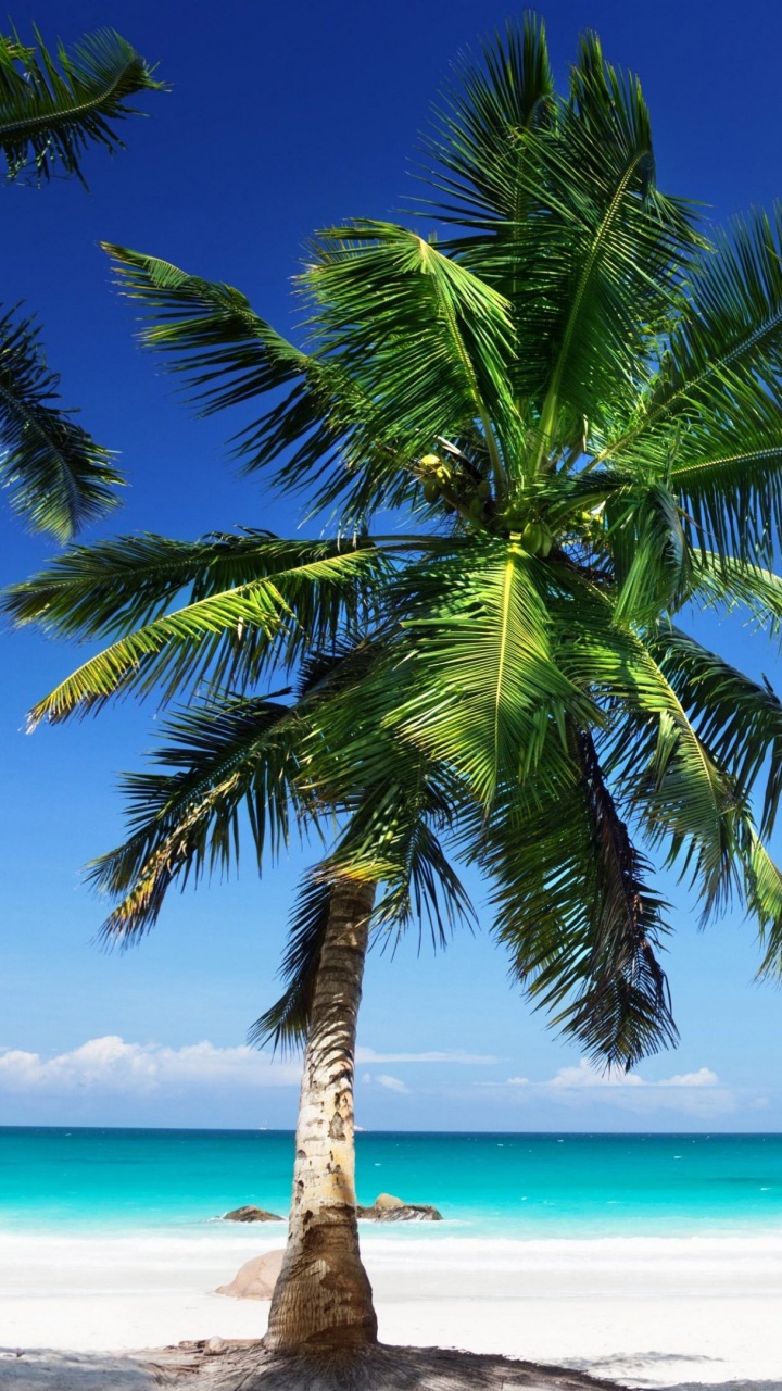 棕榈树, 热带地区, 加勒比, 海洋, 大海 壁纸 720x1280 允许