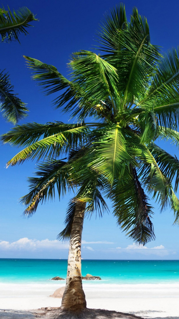 棕榈树, 热带地区, 加勒比, 海洋, 大海 壁纸 750x1334 允许