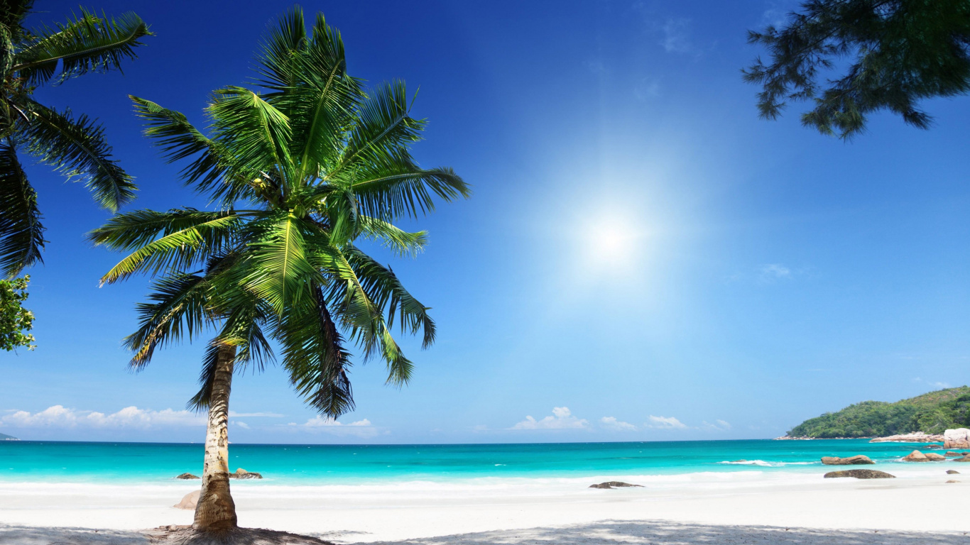 Download 1366x768 Wallpaper Coconut Tree Near Sea Shore During Daytime Coconut Tree Near Sea Shore During Daytime. Wallpaper in 1366x768 Resolution