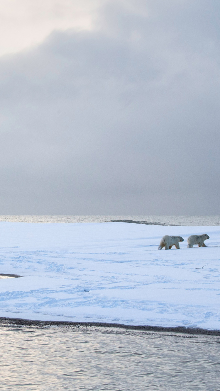 大海, 北冰洋, 性质, 岸边, 海洋 壁纸 750x1334 允许