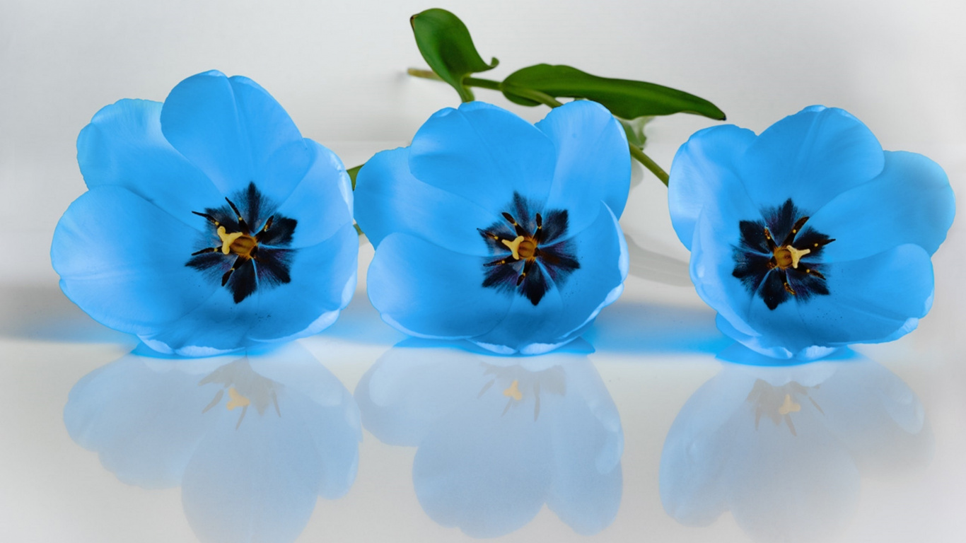 Tulip, Azul, Pétalo, la Botánica, Planta de Interior. Wallpaper in 1366x768 Resolution