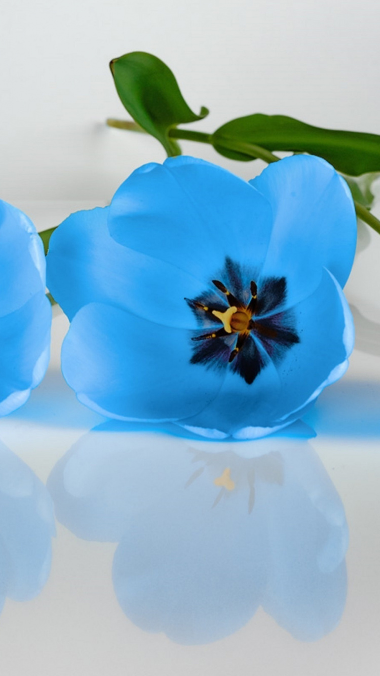 Tulip, Blau, Blütenblatt, Botanik, Zimmerpflanze. Wallpaper in 750x1334 Resolution