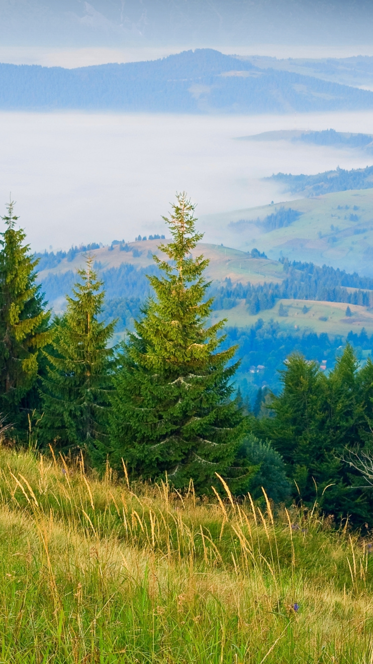 Green Grass Field Near Green Trees and Mountains During Daytime. Wallpaper in 750x1334 Resolution