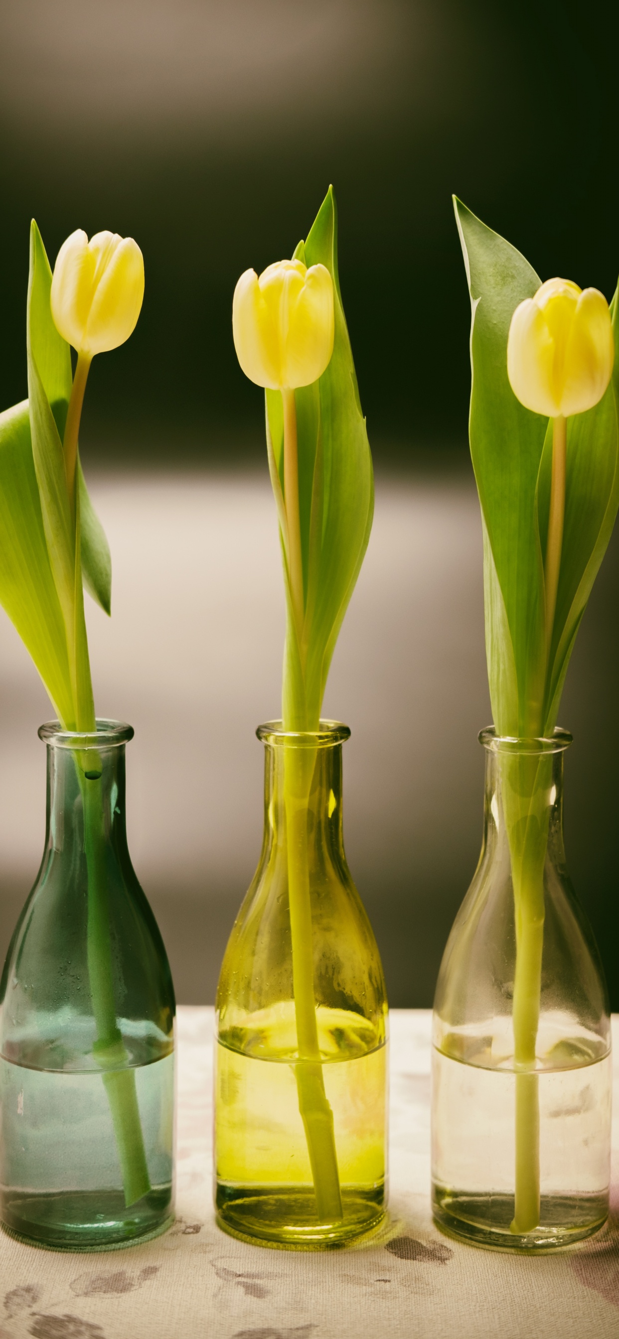 Tulipes Jaunes Dans un Vase en Verre Transparent. Wallpaper in 1242x2688 Resolution