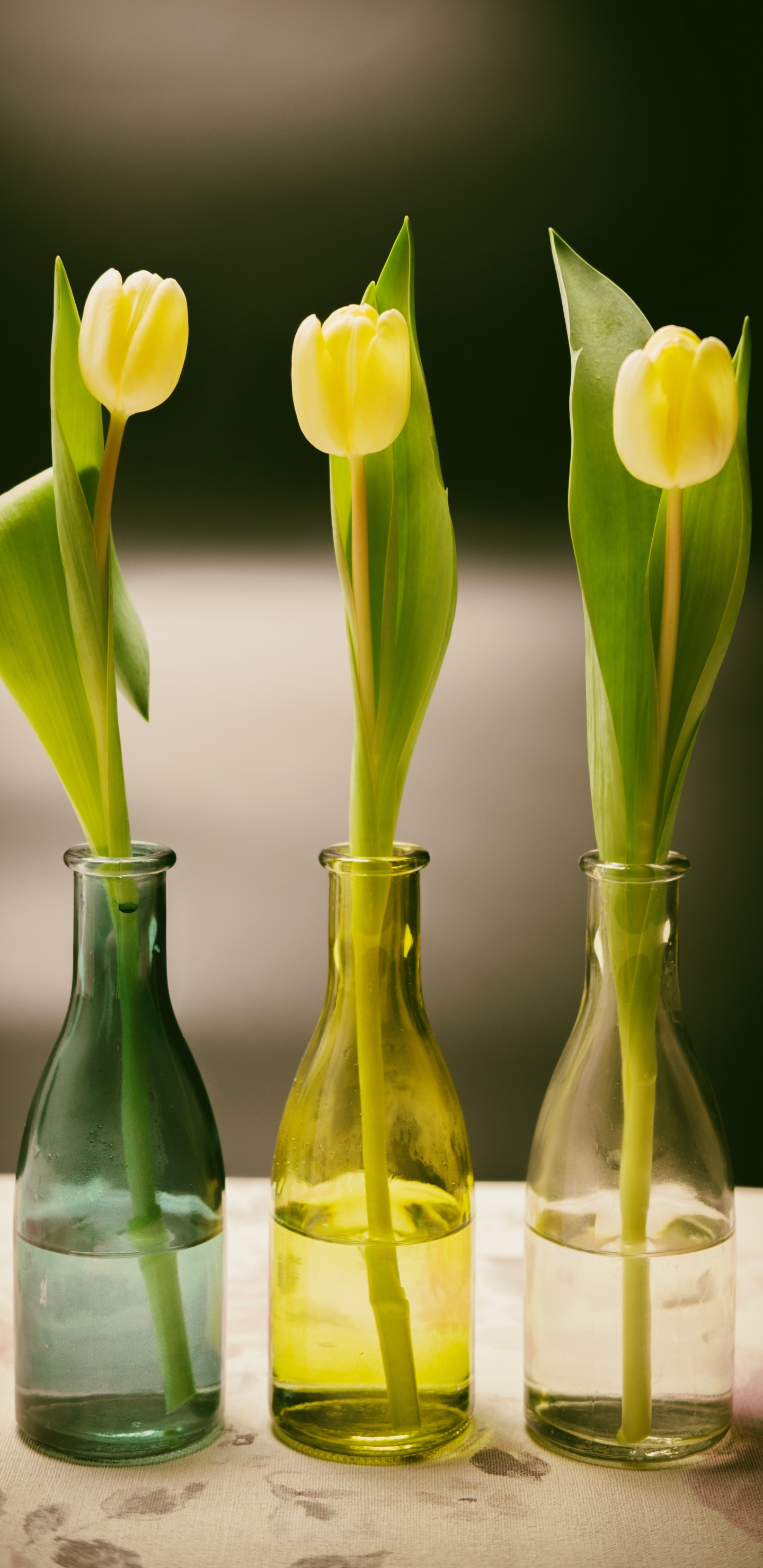 Tulipes Jaunes Dans un Vase en Verre Transparent. Wallpaper in 1440x2960 Resolution
