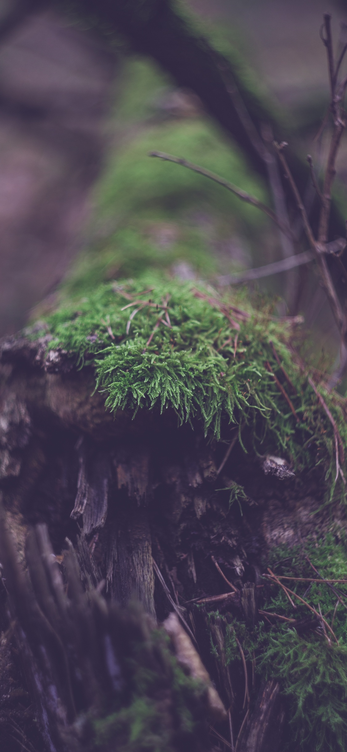 Grünes Moos Auf Braunem Baumstamm. Wallpaper in 1125x2436 Resolution