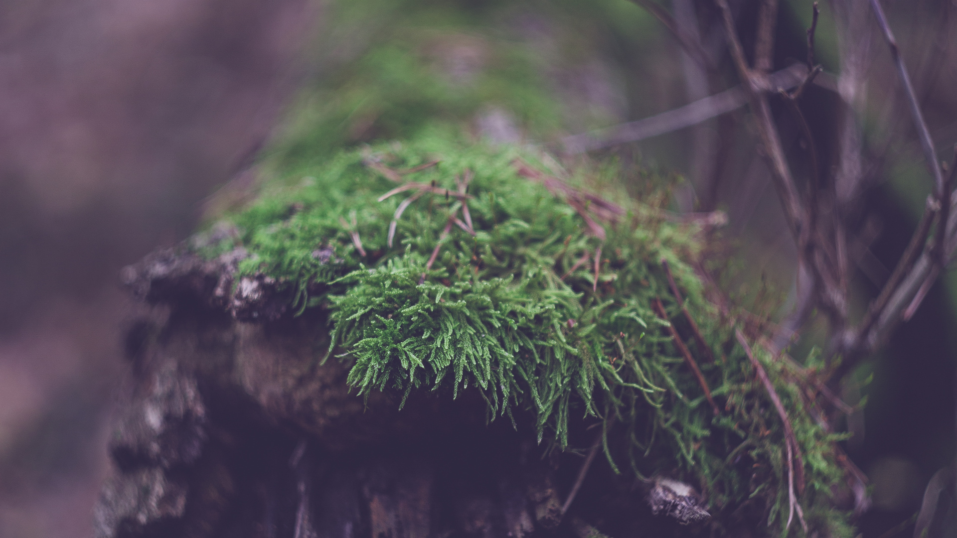 Grünes Moos Auf Braunem Baumstamm. Wallpaper in 1920x1080 Resolution