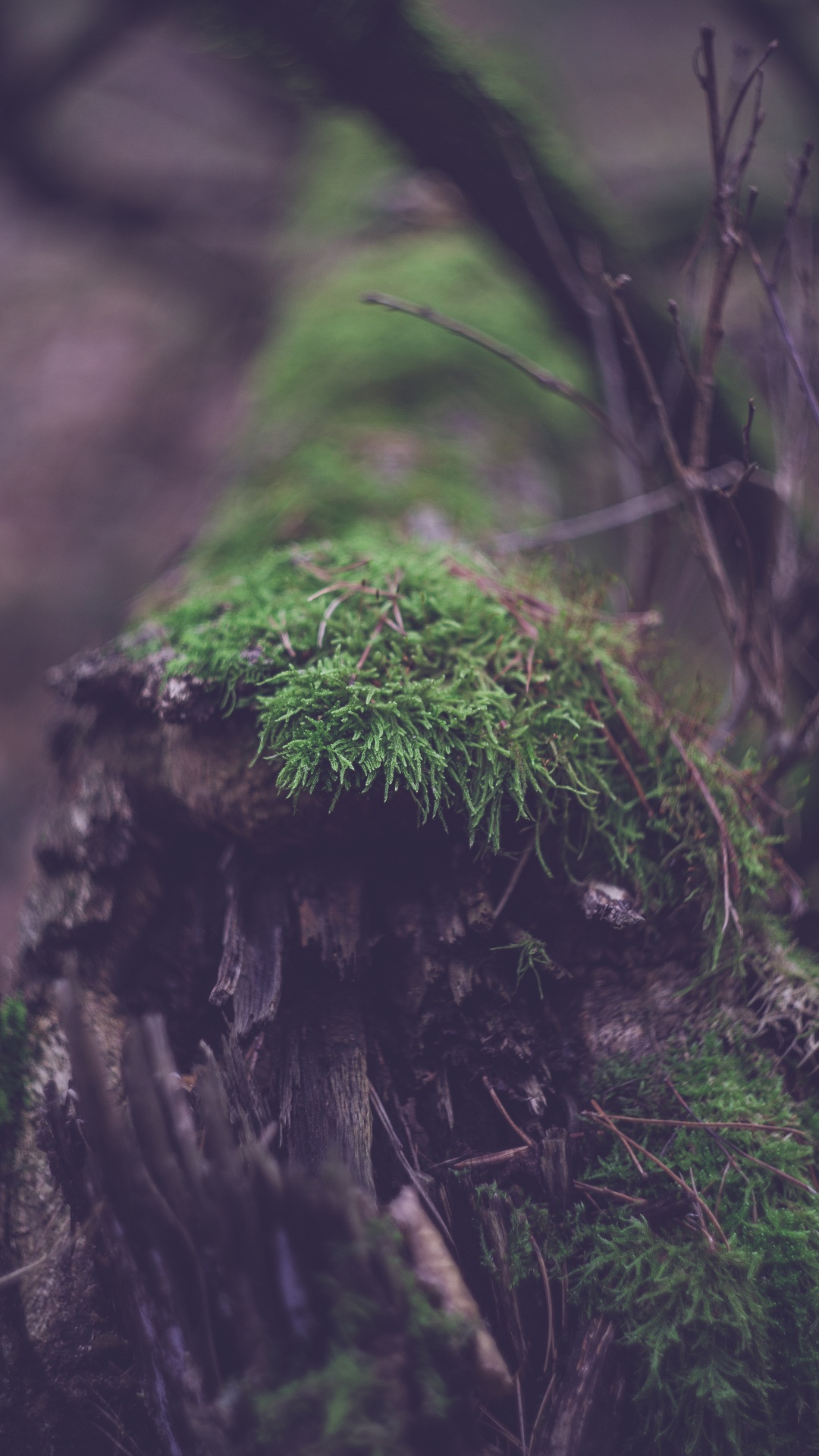 Mousse Verte Sur Tronc D'arbre Brun. Wallpaper in 1080x1920 Resolution