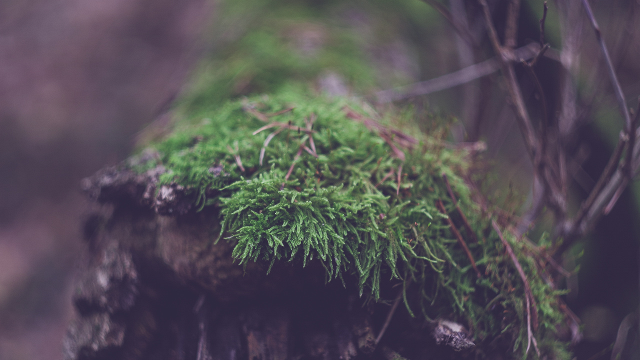 Mousse Verte Sur Tronc D'arbre Brun. Wallpaper in 1280x720 Resolution