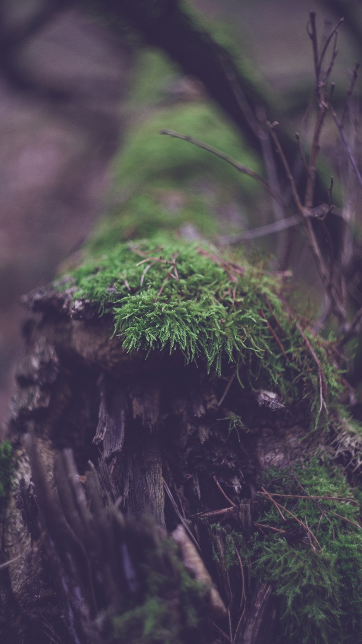Mousse Verte Sur Tronc D'arbre Brun. Wallpaper in 720x1280 Resolution