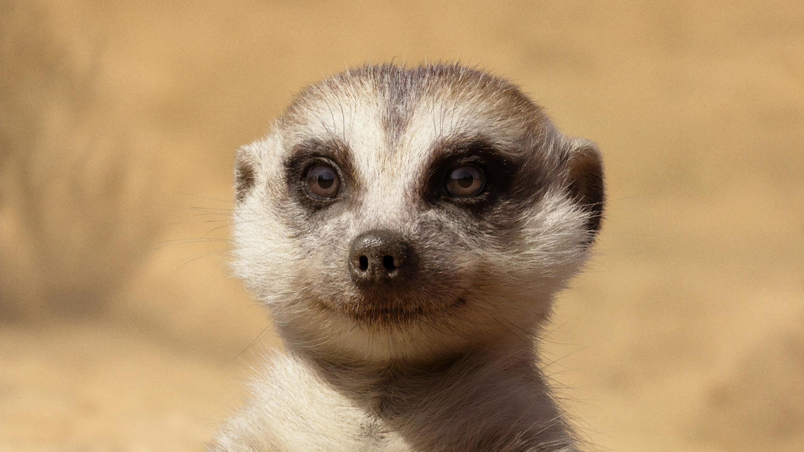 Weißes Und Schwarzes Tier in Nahaufnahme. Wallpaper in 2560x1440 Resolution