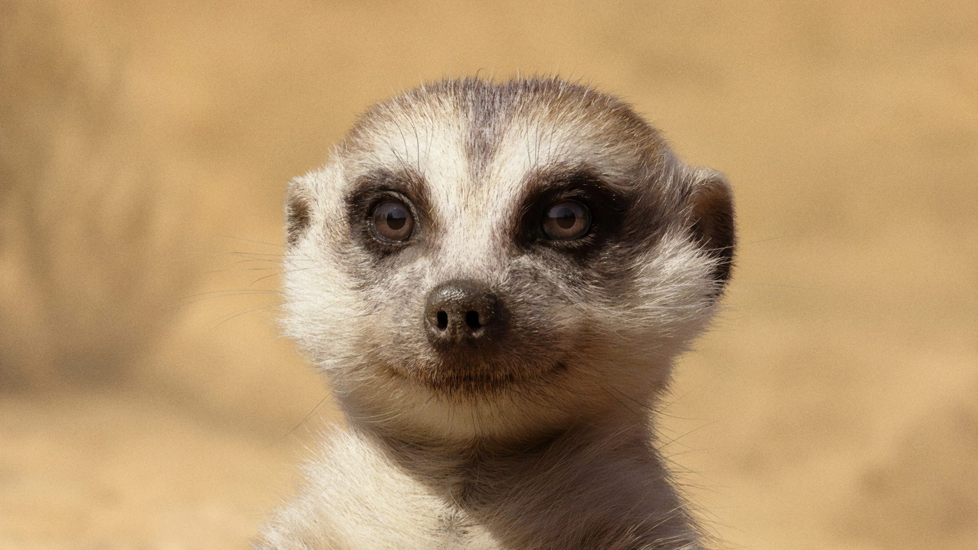 White and Black Animal in Close up Photography. Wallpaper in 1920x1080 Resolution