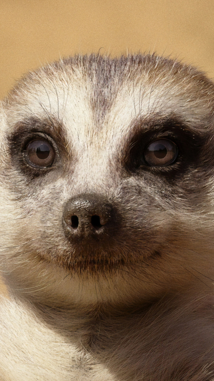 White and Black Animal in Close up Photography. Wallpaper in 750x1334 Resolution