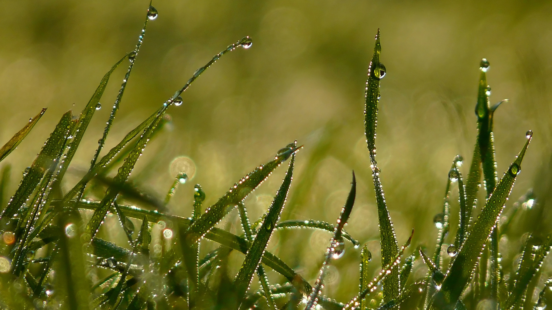 Gotas de Agua Sobre la Hierba Verde Durante el Día. Wallpaper in 1920x1080 Resolution