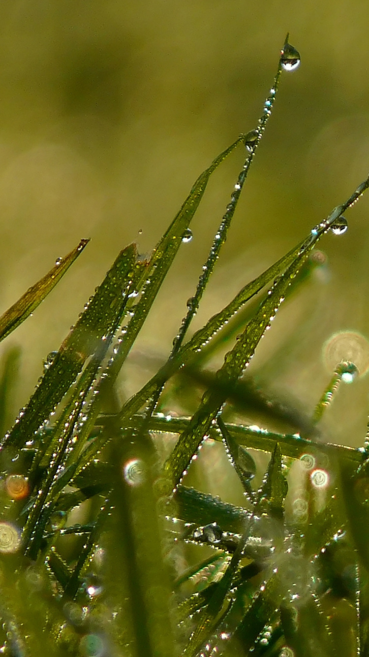 Gotas de Agua Sobre la Hierba Verde Durante el Día. Wallpaper in 750x1334 Resolution
