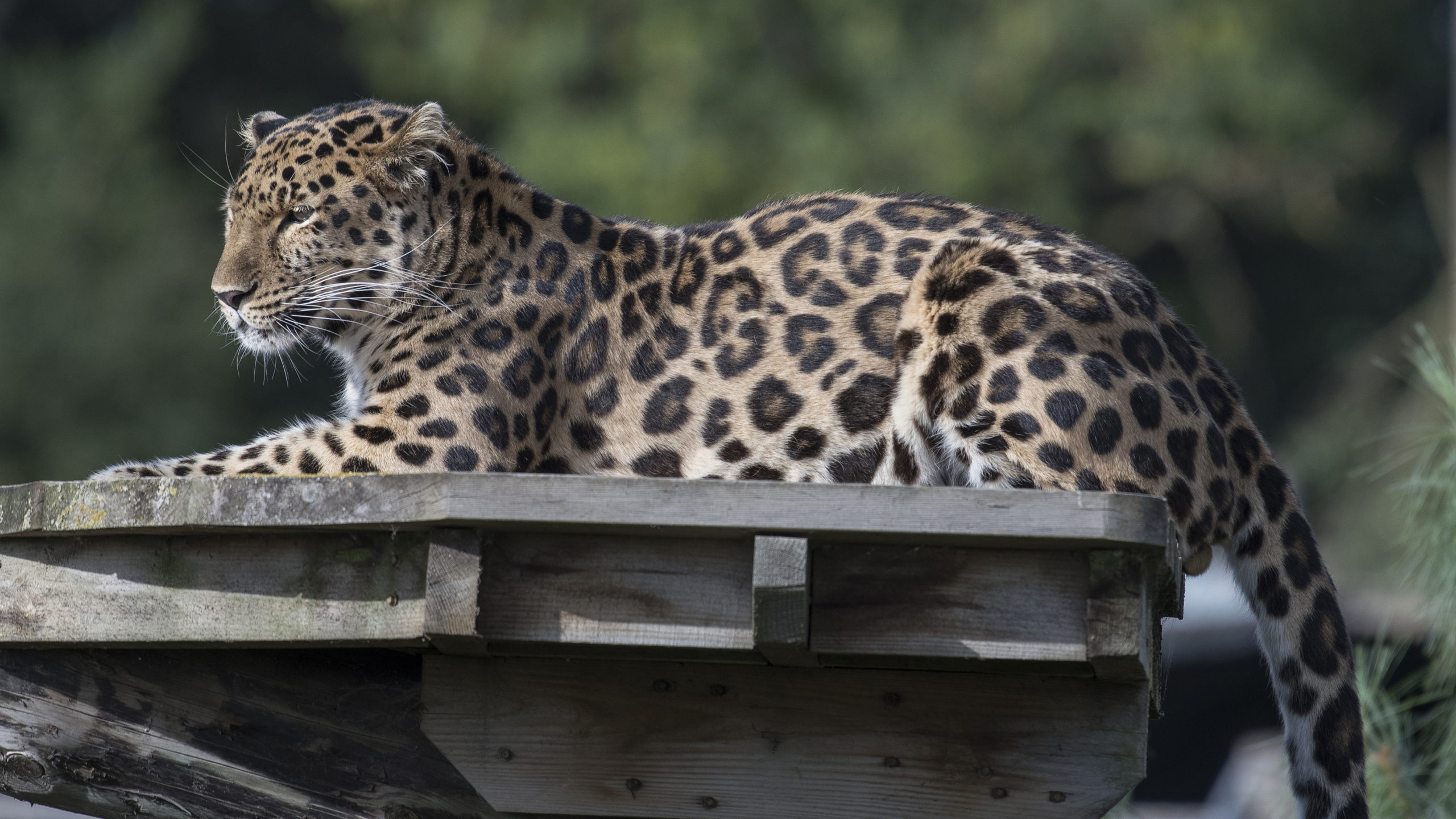 Leopard Auf Braunem Holztisch. Wallpaper in 2560x1440 Resolution