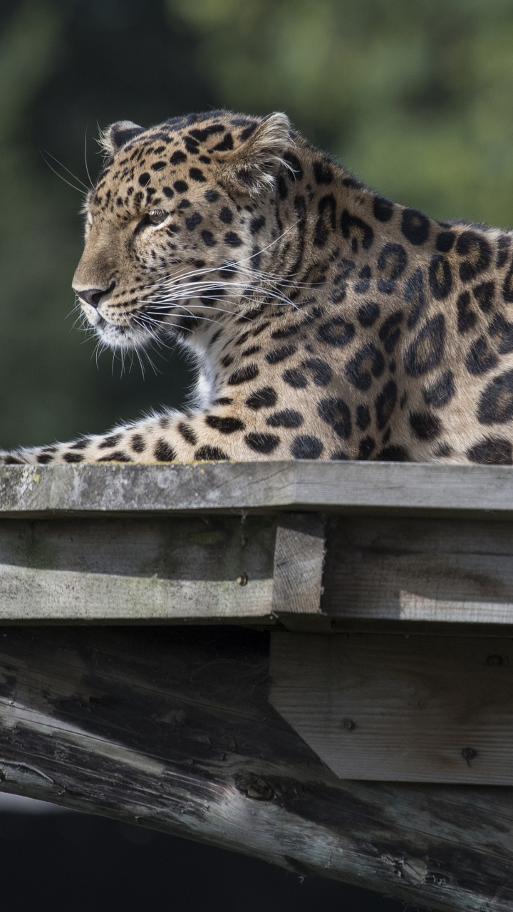 Leopard Auf Braunem Holztisch. Wallpaper in 720x1280 Resolution