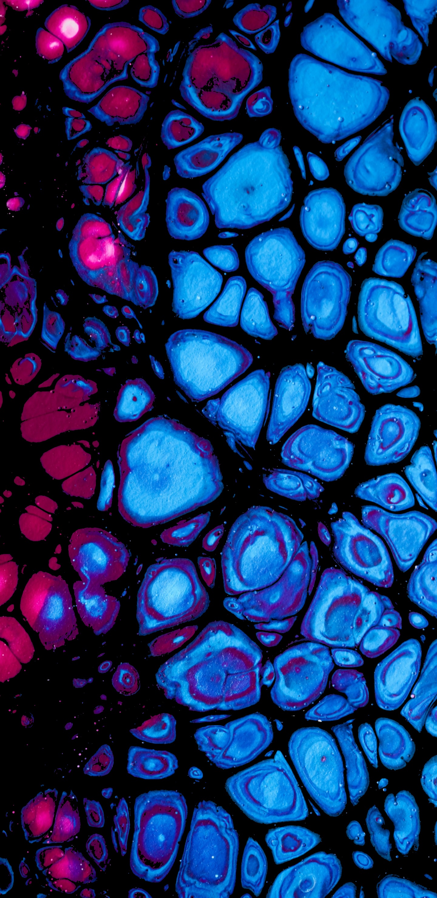 Kobaltblau, Glasmalerei, Fraktale Kunst, Kunst, Symmetrie. Wallpaper in 1440x2960 Resolution