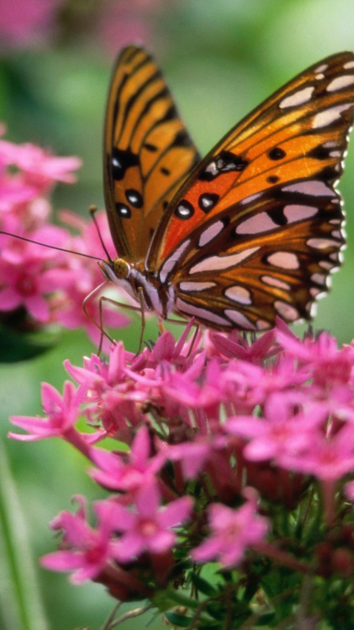 Papillon Monarque Perché Sur Une Fleur Rose en Photographie Rapprochée Pendant la Journée. Wallpaper in 720x1280 Resolution