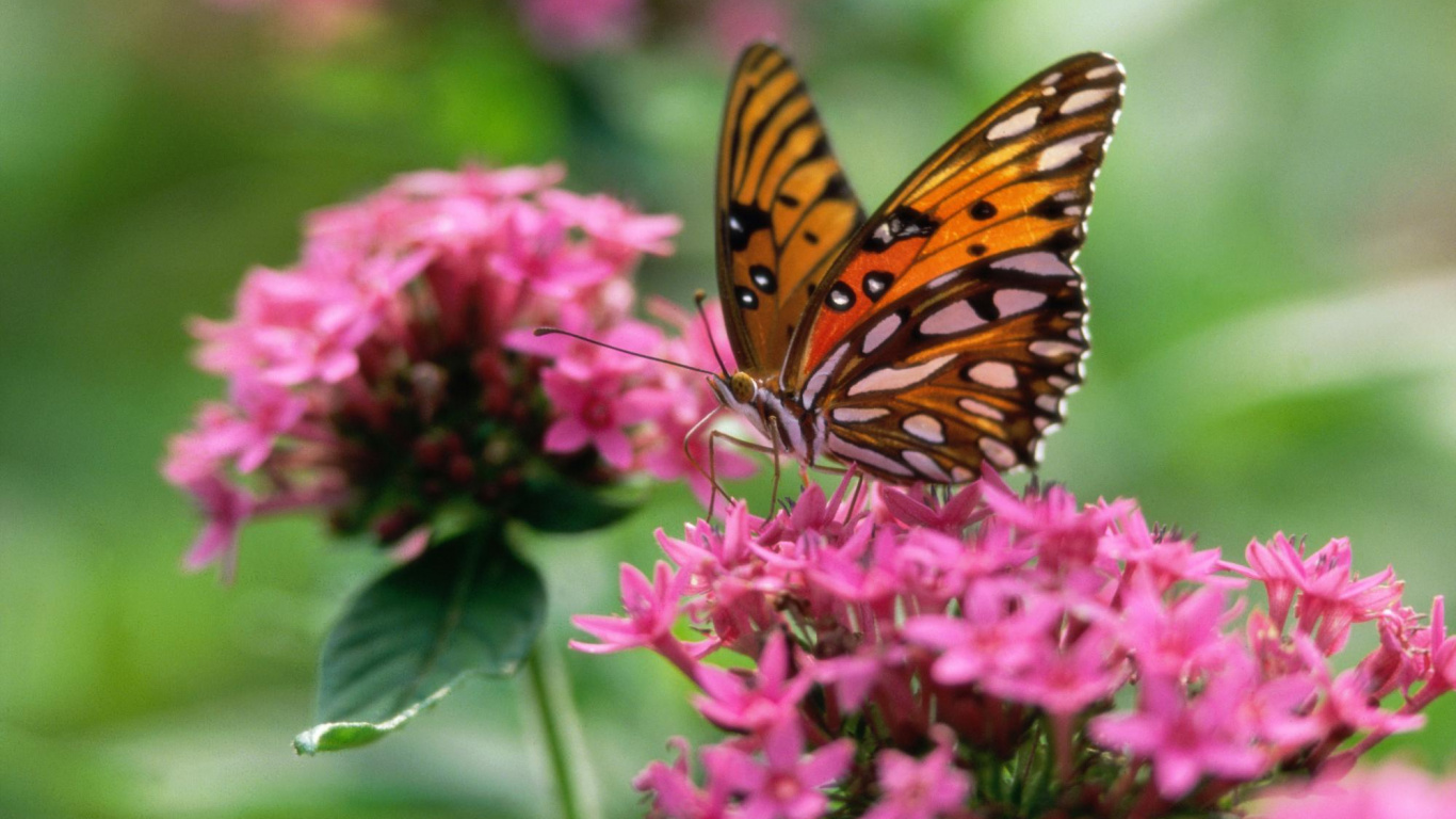 Monarchfalter Thront Auf Rosa Blume in Nahaufnahme Während Des Tages. Wallpaper in 1366x768 Resolution