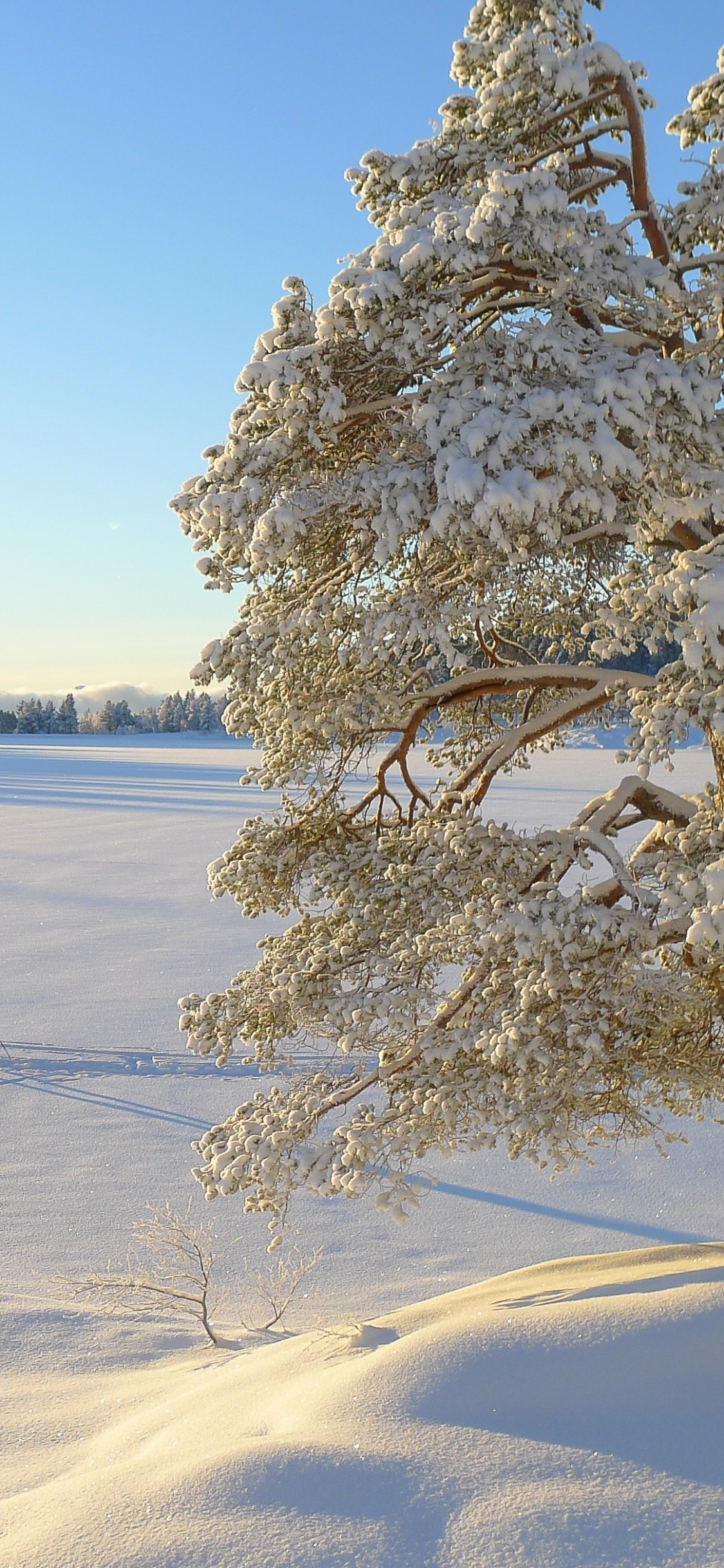 冬天, 冻结, 早上, 天空, 阳光 壁纸 1125x2436 允许