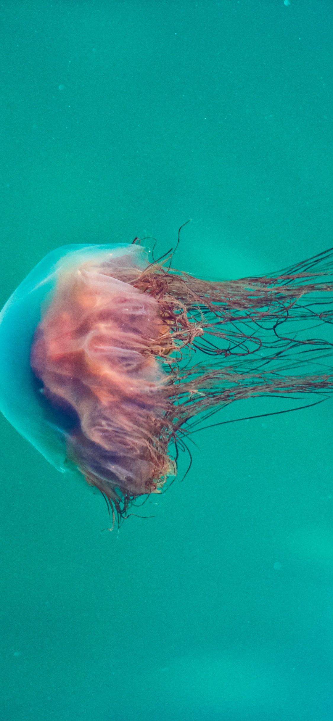 Pink and White Jelly Fish. Wallpaper in 1125x2436 Resolution