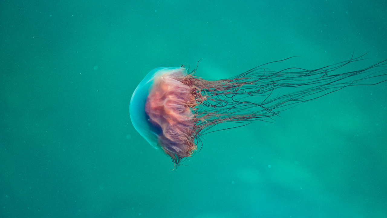Pink and White Jelly Fish. Wallpaper in 1280x720 Resolution