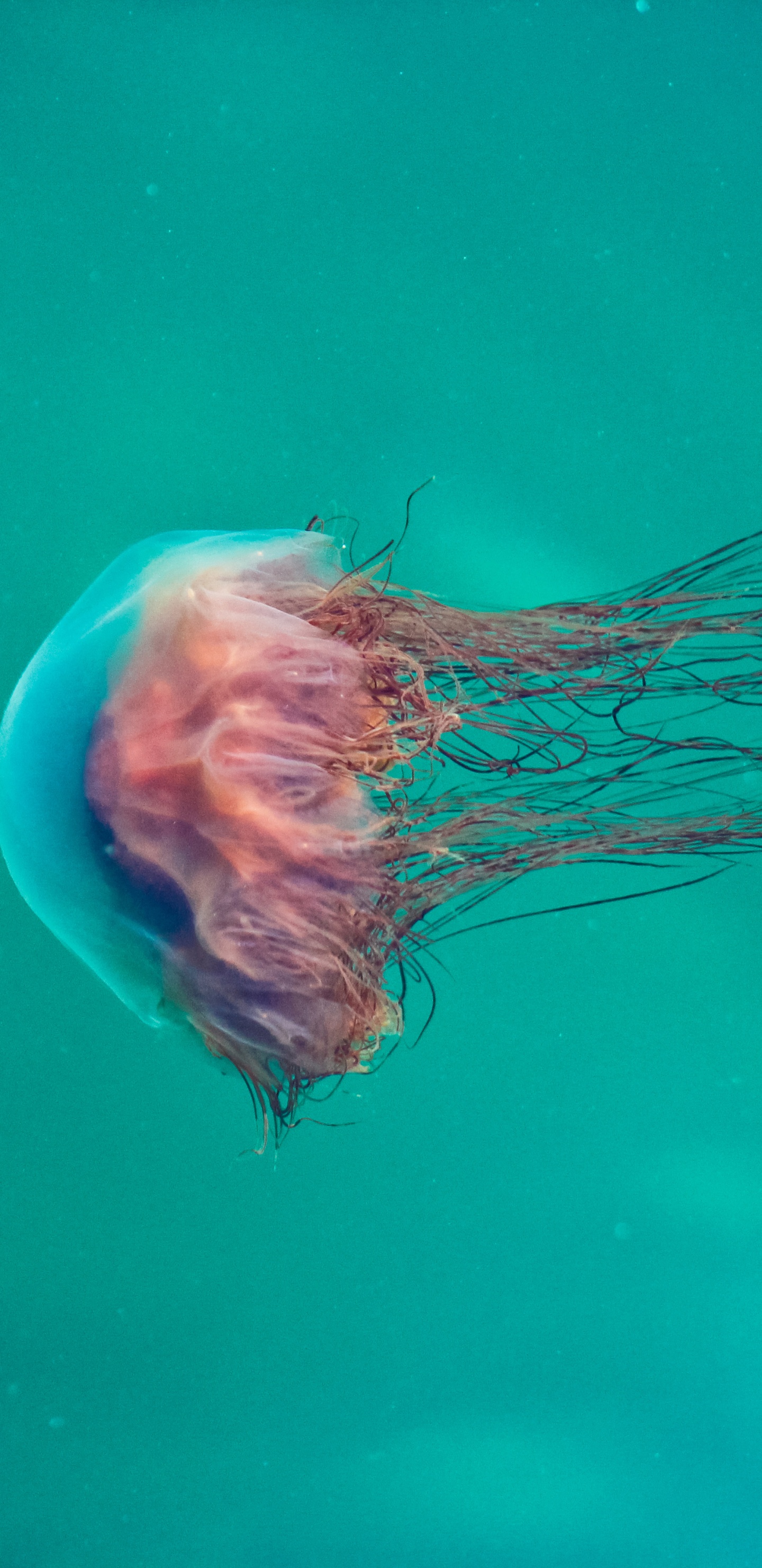 Pink and White Jelly Fish. Wallpaper in 1440x2960 Resolution