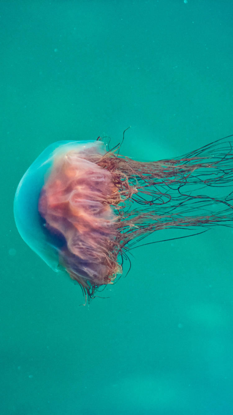 Pink and White Jelly Fish. Wallpaper in 750x1334 Resolution