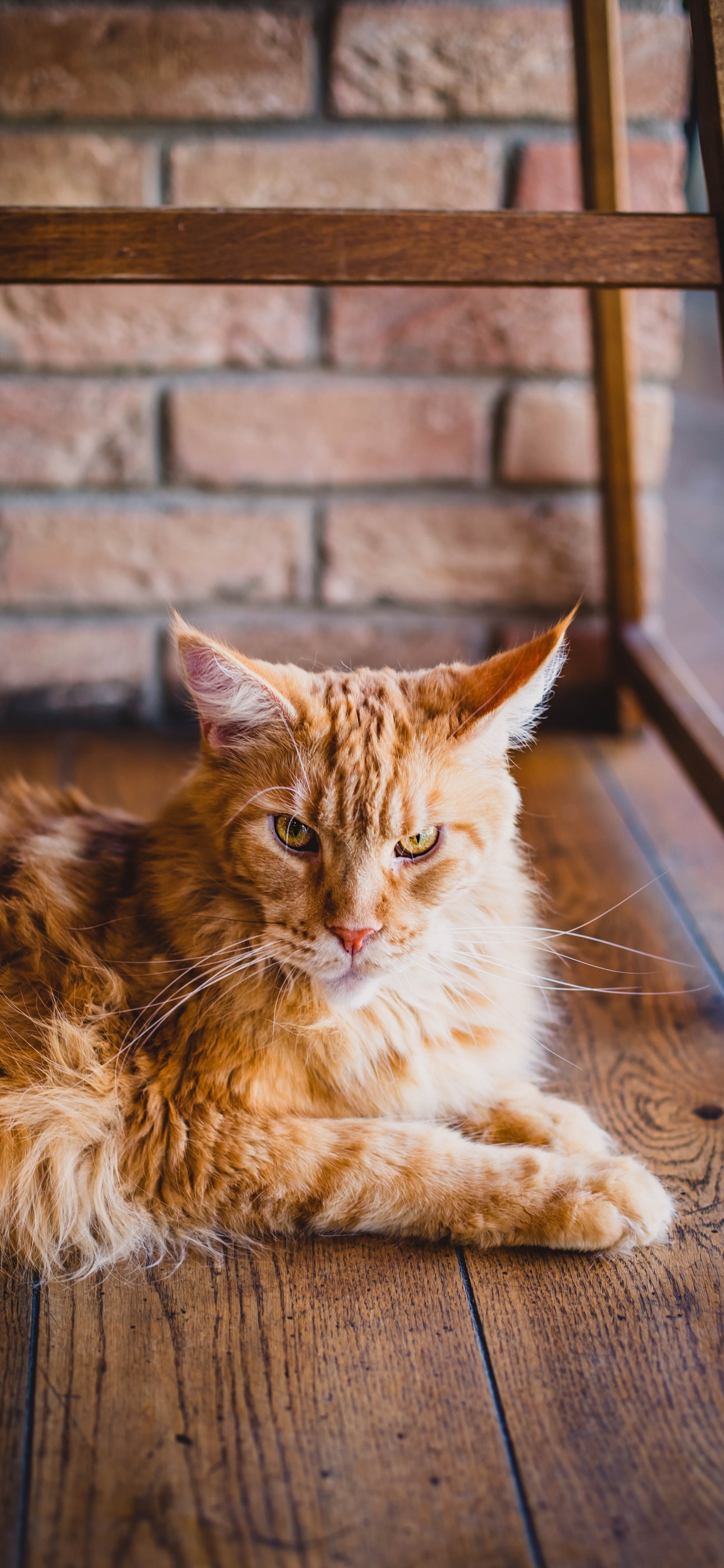 Orange Tabby Cat Lying on Floor. Wallpaper in 1242x2688 Resolution